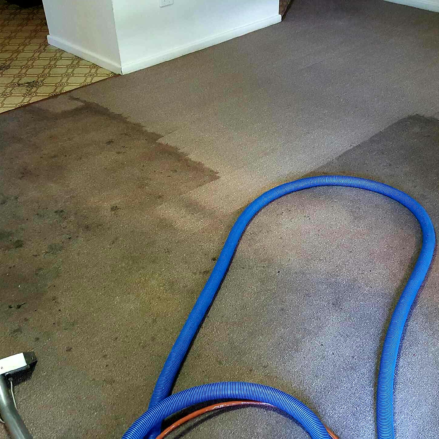 Carpet halfway through a steam clean, with a clear line between cleaned and uncleaned carpet
