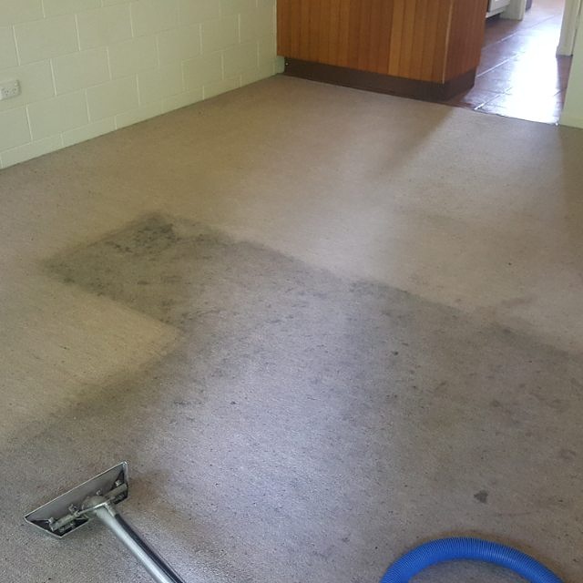 Steam cleaning wand on carpet showing the cleaned strip beside the dirty carpet